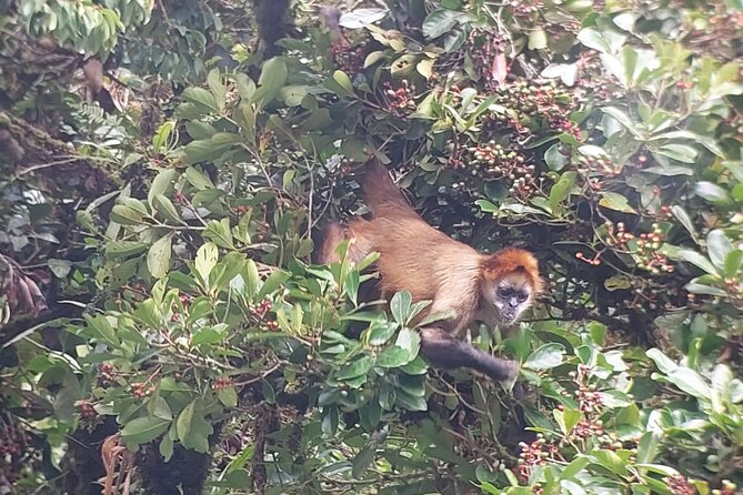 Monteverde Cloud Forest Nature Tour - Colibrí Gallery: Fogden Photos and Hummingbird Spotting Warm-Up
