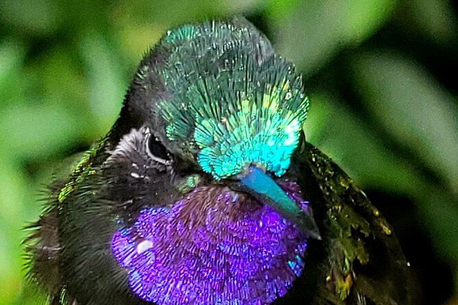 Monteverde Cloud Forest Nature Tour - Timing That Matters: Meet-Up, Entry Pass Matching, and Shuttles