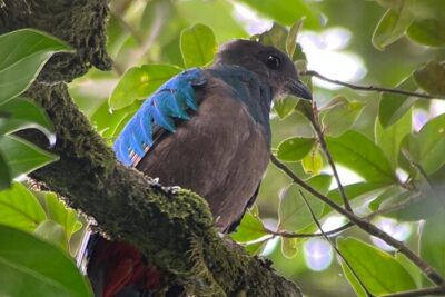 Monteverde Cloud Forest Nature Tour - Price and Fees: What You Pay for the $30 Tour