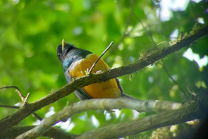Monteverde Cloud Forest Nature Tour - What You Can Aim to See: Quetzals, Hummingbirds, Bats, and the “Hidden Stuff”