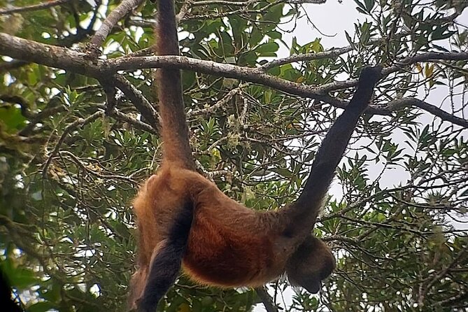 Monteverde Cloud Forest Nature Tour - Guide Matters: Examples of the Tour Style You’re Paying For
