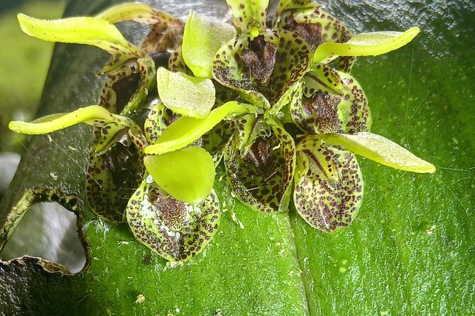 Monteverde Cloud Forest Nature Tour - Who Should Book This Tour (and Who Might Prefer a Different Plan)