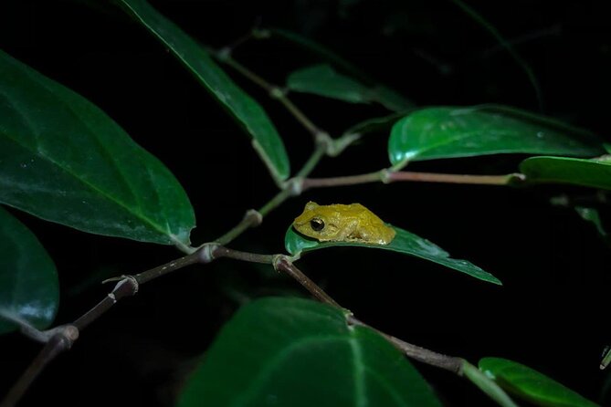 Monteverde Coffee, Chocolate and Night Tour - Why this Monteverde dusk plan feels smarter than doing it separately