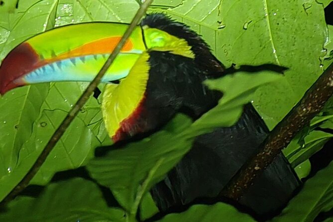 Monteverde Night Tour Unique Experience - What you might spot: toucans asleep, frogs at creekside, and tarantulas doing their thing