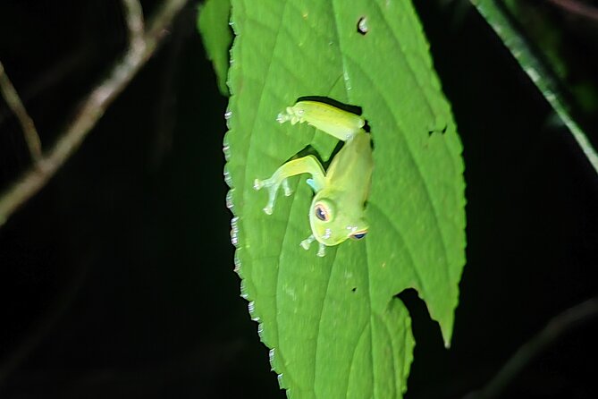 Monteverde Night Tour Unique Experience - Guides you’ll remember: what Dani, Jocsan, Marco, Michael, and Stephen add