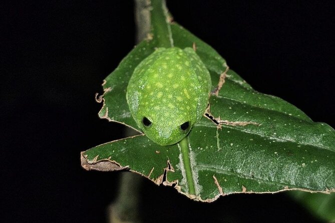 Monteverde Night Tour Unique Experience - What to bring (and wear) for a cloud-forest night