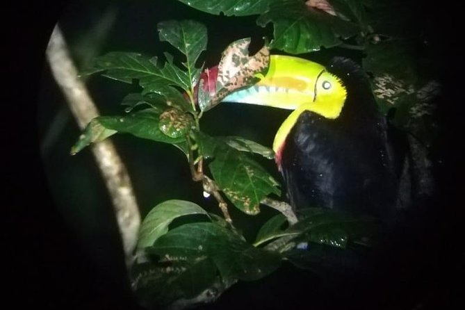 Monteverde Night Tour with a Certified Tour Guide (6 PM or 8 PM) - Key things to know before you go
