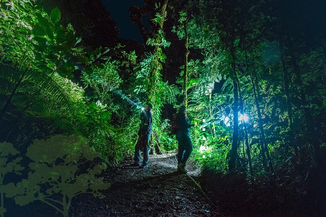 Monteverde Night Tour with a Certified Tour Guide (6 PM or 8 PM) - The 2-hour night walk: what you’re actually searching for