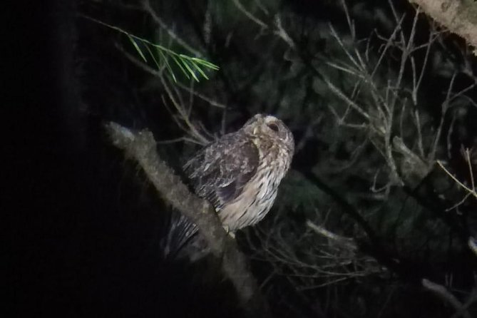 Monteverde Night Tour with a Certified Tour Guide (6 PM or 8 PM) - 6 PM vs 8 PM: which time gives you better odds?