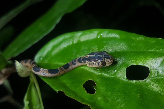 Monteverde Night Tour with a Certified Tour Guide (6 PM or 8 PM) - Guides and the photo problem: how to get sharp memories