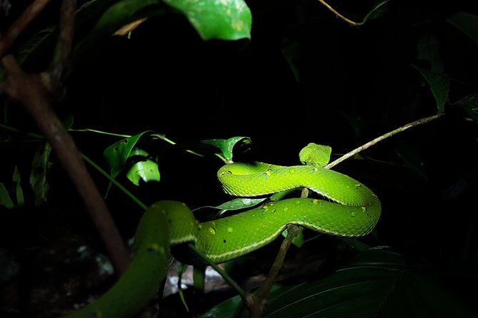 Monteverde Night Tour with a Certified Tour Guide (6 PM or 8 PM) - Price and value: what $54.69 buys you