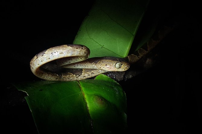 Monteverde Night Tour with a Certified Tour Guide (6 PM or 8 PM) - What to bring (so the night feels easy)
