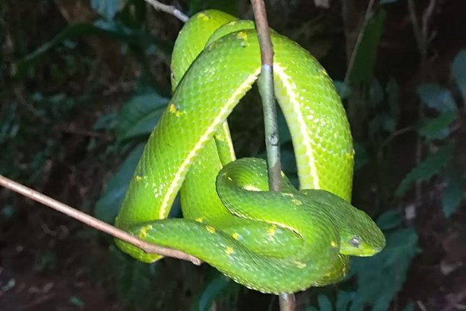 Monteverde Night Tour with a Certified Tour Guide (6 PM or 8 PM) - Where you start: meeting at El Refugio and getting your bearings