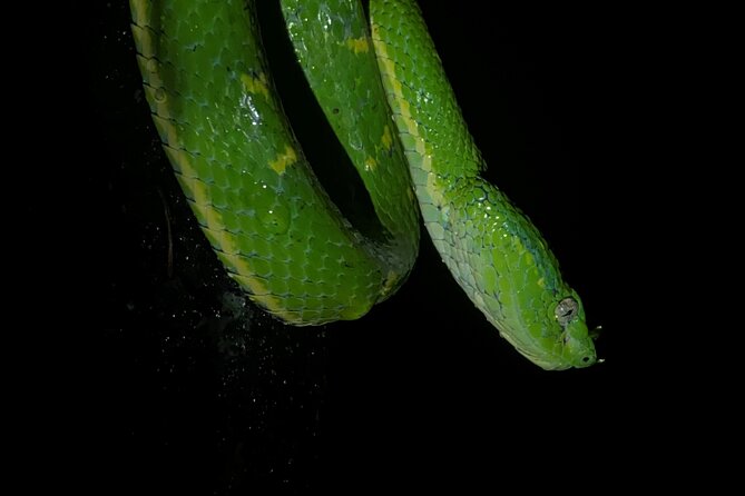 Monteverde Tropical Forest night tour - Key Highlights You’ll Feel Immediately