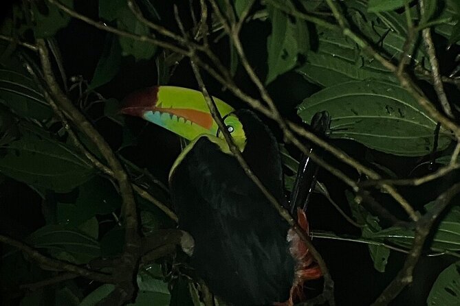 Monteverde Tropical Forest night tour - Diurnal Birds Asleep: The Bonus Surprise That Makes You Look Twice
