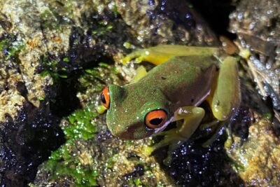 Monteverde Tropical Forest night tour - Your First Stop at Monteverde Wildlife Refuge: How the Hunt Starts