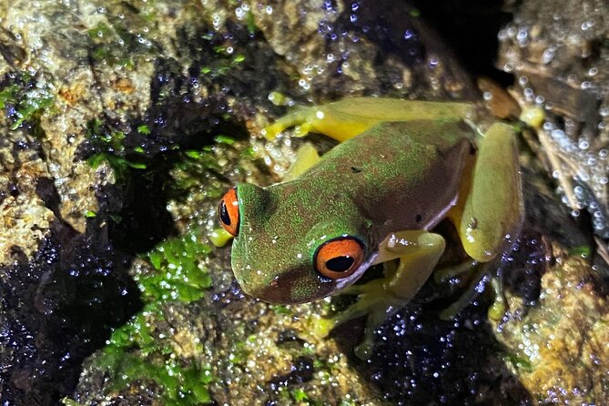 Monteverde Tropical Forest night tour - Your First Stop at Monteverde Wildlife Refuge: How the Hunt Starts
