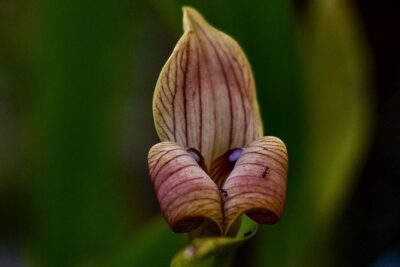 Monteverde Wildlife Walk & Hummingbird Encounter - The trail plan: how the route adapts to wildlife and your group