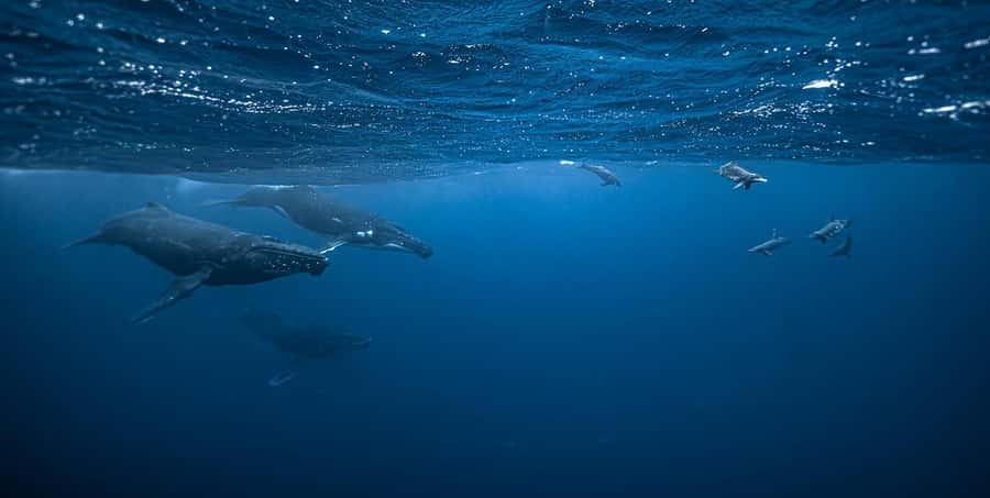 Moorea 4H Shared Boat Tour Whale Swimming and Snorkeling - Key things to know before you go