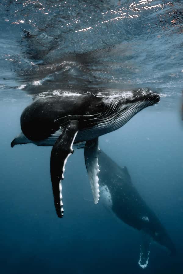 Moorea 4H Shared Boat Tour Whale Swimming and Snorkeling - The whale hunt (August–November): what the captain really does
