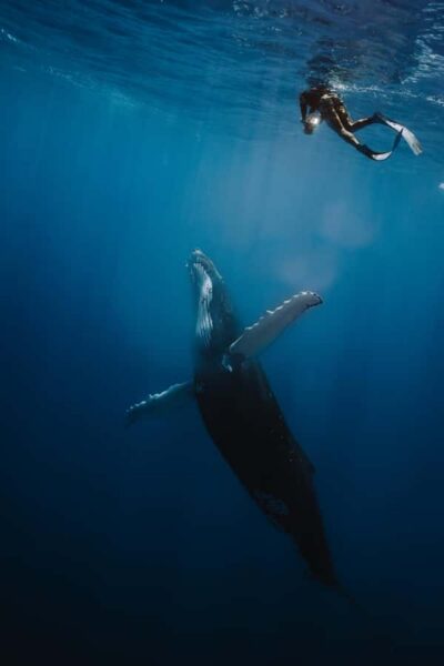 Moorea 4H Shared Boat Tour Whale Swimming and Snorkeling - Getting from your hotel to the pier without stress