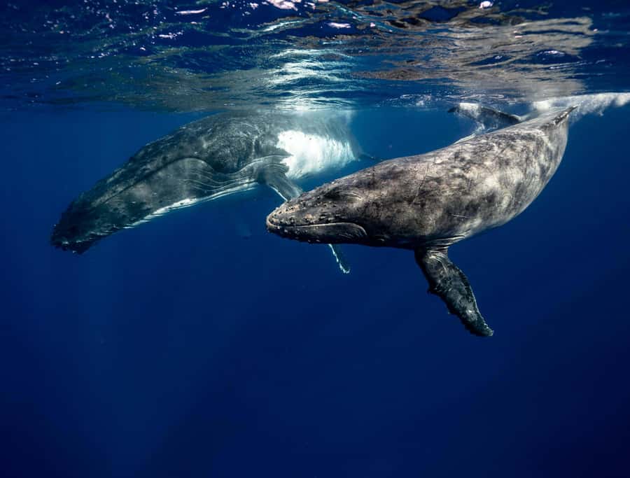Moorea 4H Shared Boat Tour Whale Swimming and Snorkeling - Whale swimming rules: life jacket vs wetsuit