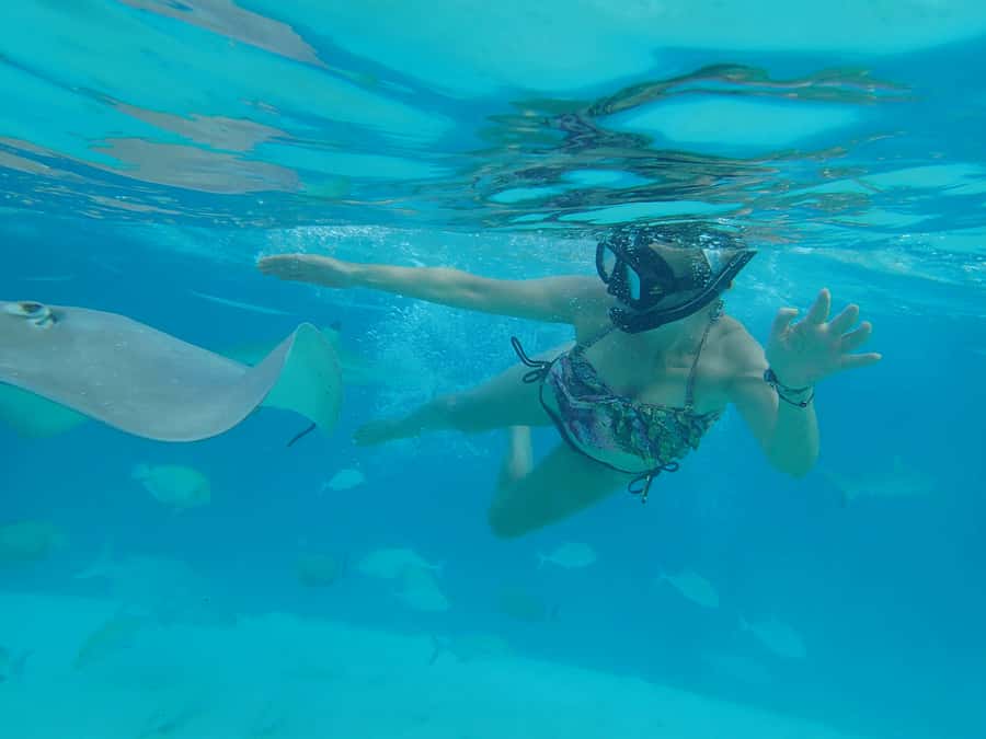 Moorea 4H Shared Boat Tour Whale Swimming and Snorkeling - Dolphins and other surprises: when the day adds extra wildlife time