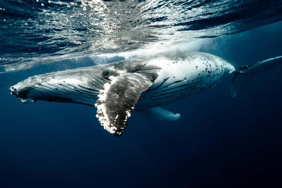 Moorea 4H Shared Boat Tour Whale Swimming and Snorkeling - On-board comfort: fruit, drinks, and staying practical