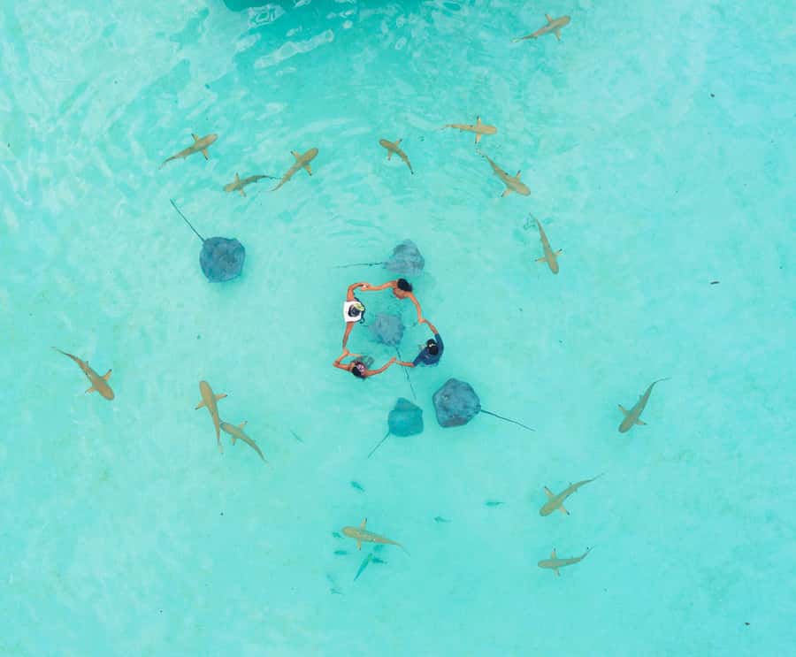 Moorea 4H Shared Boat Tour Whale Swimming and Snorkeling - Who this tour suits best (and who should skip it)