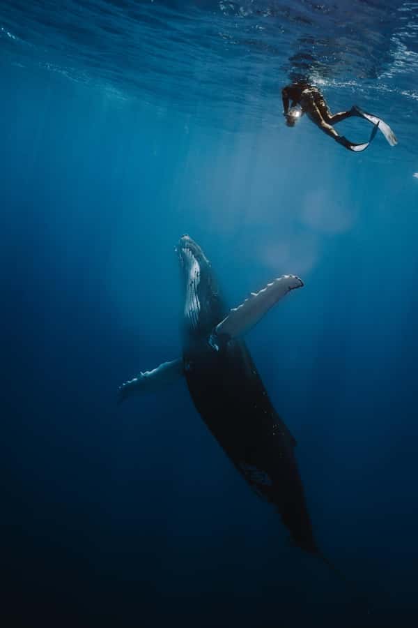 Moorea 4H Shared Boat Tour Whale Swimming and Snorkeling - Getting from your hotel to the pier without stress