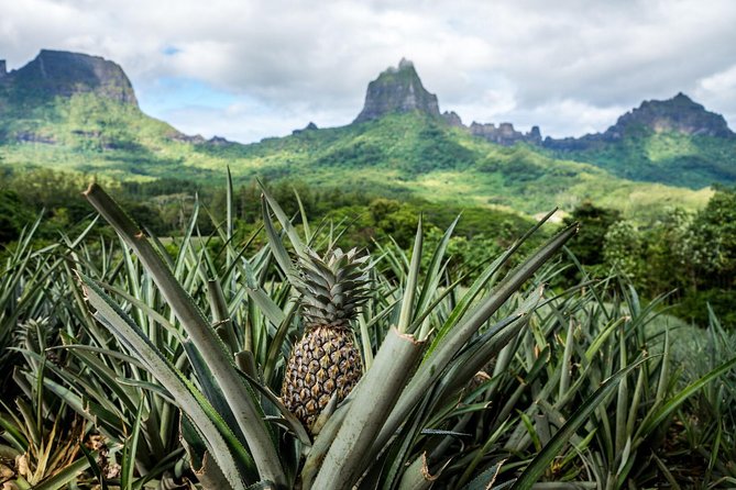 Moorea 4WD Tour Inc. Belvedere, Pineapple Farm, Magic Mountain... - The distillery finish: tastings that put a sweet cap on the 4WD day