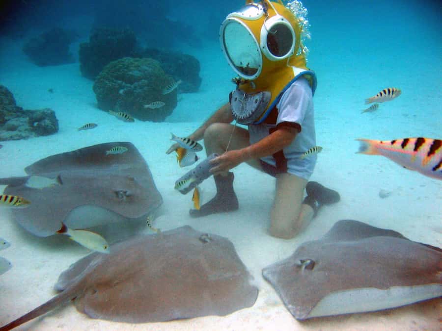 Moorea: Aquablue Helmet Underwater Walking Experience - What You’ll See: Reef Fish and Coral Heads in Daylight