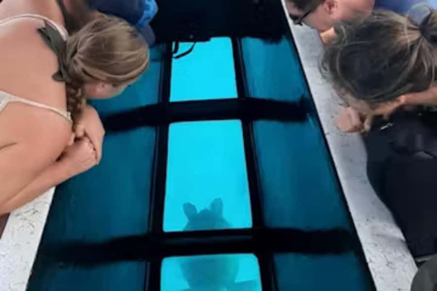 Moorea: Glass Bottom Boat Adventure with Lagoon Wonders - Honu Kea Glass-Bottom Boat: How This Lagoon Tour Actually Works