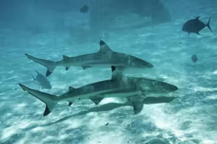 Moorea: Glass Bottom Boat Adventure with Lagoon Wonders - Sand Bar Swim with Grey Rays and Black Tip Reef Sharks