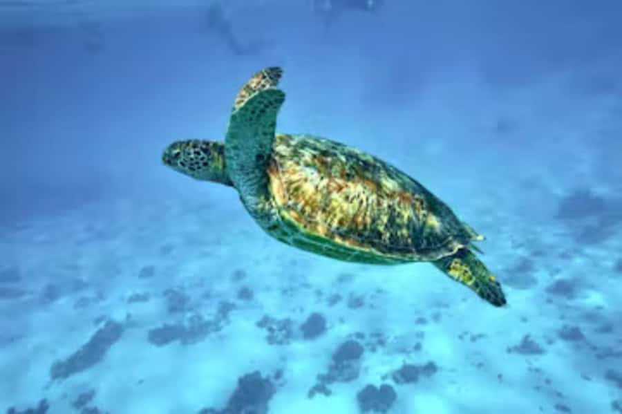 Moorea: Glass Bottom Boat Adventure with Lagoon Wonders - Turtle Sanctuary First: Ohure Pio and the Quiet Magic of Sea Turtles