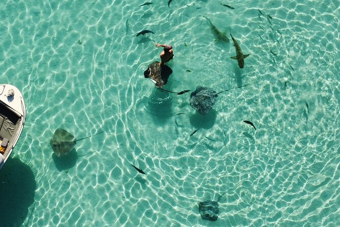 Mo'orea Half Day Private Tour with Snorkeling and Cruising the Lagoon - Snorkeling with Fish and Stingrays (And How to Enjoy It)