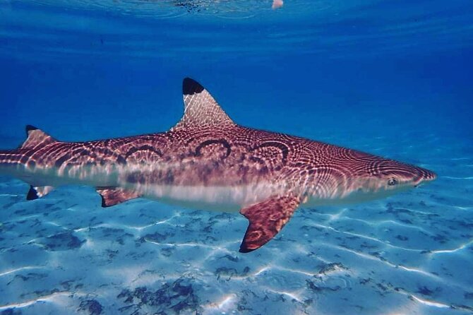 Mo'orea Half Day Private Tour with Snorkeling and Cruising the Lagoon - Sharks and Rays Spot: Watching Without Turning It into a Show