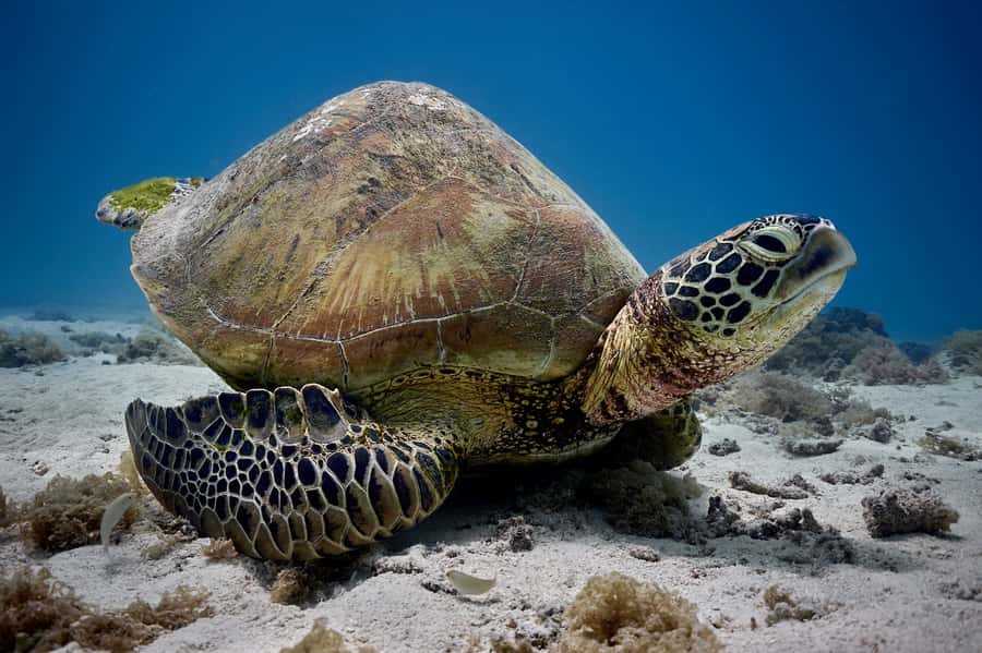 Moorea: Hauru Lagoon 3-hour Guided Kayak Tour with Snack - Kayak Hauru Lagoon in a clear-bottom boat (the part you’ll remember)
