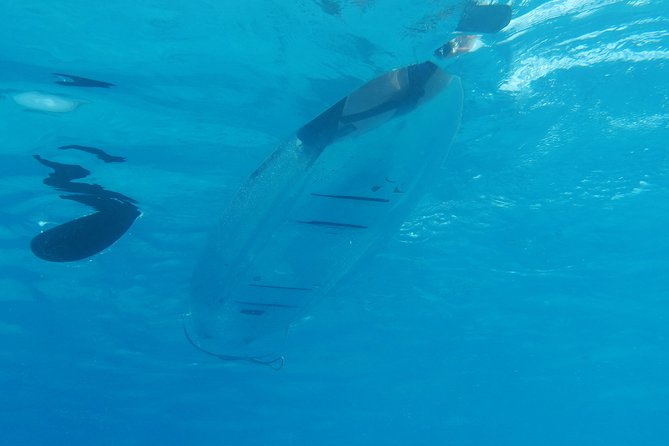 Moorea Lagoon Tour by Transparent Kayak - Transparent Kayaking in Moorea’s Lagoon: What You See Under the Surface