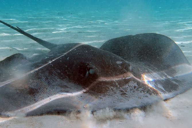Moorea Lagoon Tour by Transparent Kayak - Polynesian Culture on the Water: Stories You’ll Actually Use