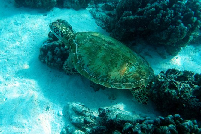 Moorea Lagoon Tour by Transparent Kayak - Wind and Paddling Reality: How to Set Your Expectations