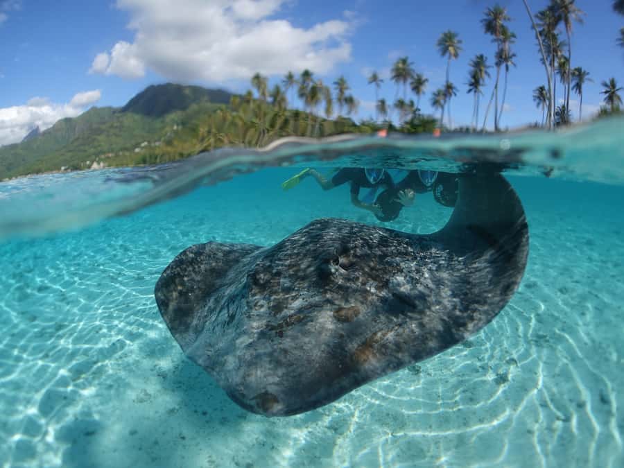 Moorea: Sea Scooter Snorkeling Tour - Key Things That Make This Tour Worth Your Time