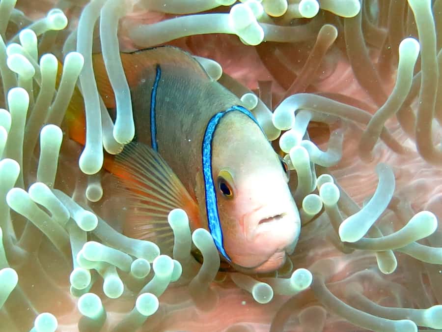 Moorea: Sea Scooter Snorkeling Tour - Price and Value: Is $167 Worth It for 3 Sea-Scooter Snorkel Stops?