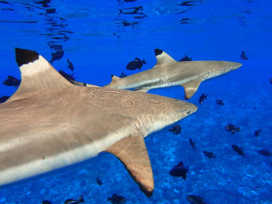 Moorea: Sea Scooter Snorkeling Tour - The Final Stop: Friendly Rays and a Close Encounter Moment