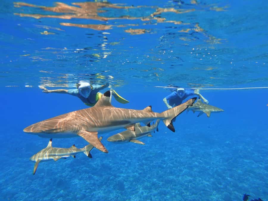 Moorea: Sea Scooter Snorkeling Tour - What Animals You Can Expect: Turtles, Rays, Sharks, and Possible Dolphins