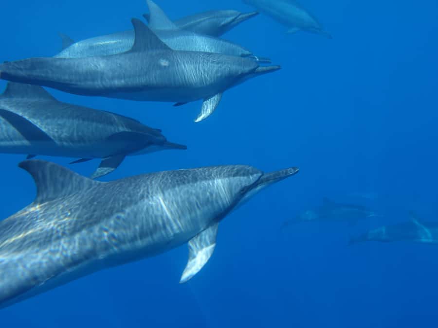 Moorea: Sea Scooter Snorkeling Tour - Who This Sea Scooter Snorkeling Tour Fits Best (and Who Should Skip It)