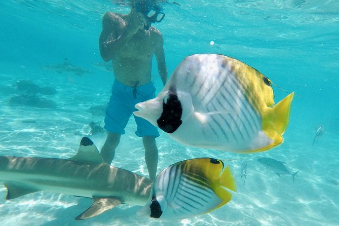 Moorea Solo or Twin 3 hours Jet Ski Tour - Solo or Twin Jet Ski: Which One Fits You Better