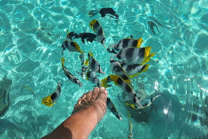 Moorea Solo or Twin Island Tour Jet Ski 4 hours - Snorkeling with stingrays and blacktip sharks: what to expect