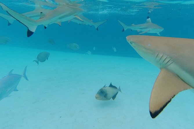 Moorea Solo or Twin Island Tour Jet Ski 4 hours - Photos, videos, and the free Facebook sharing: why it’s a real value add