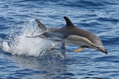 Morro Jable: 2 Hours Magic Dolphin & Whale watching with Drinks & Swim Stop. - Searching for Dolphins and Whales: Your Best Chances at Seeing Marine Mammals